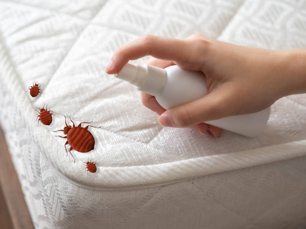 Best Spider Control Near Me  in Westwood, NJ